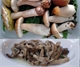 I funghi della Valle Bronda | I migliori porcini
